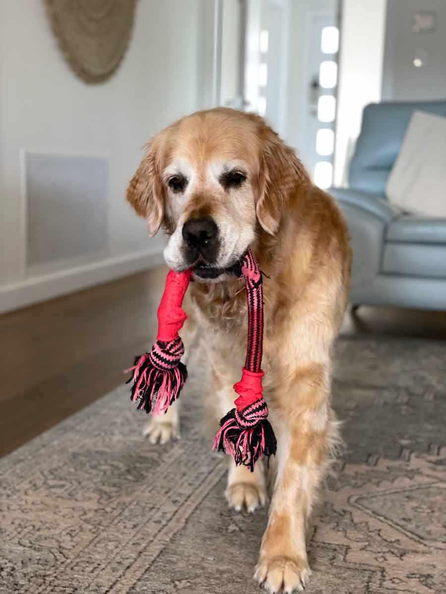 Dozer con la esperanza de jugar