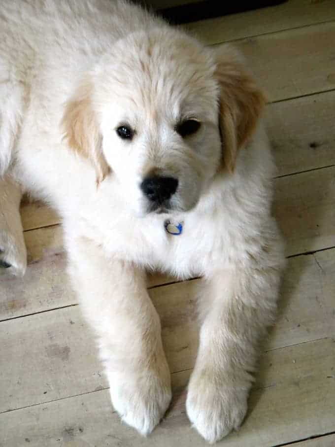 Cachorro Dozer