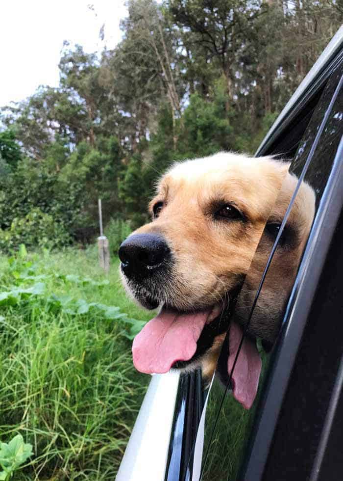 Dozer the golden retriever camino al campamento