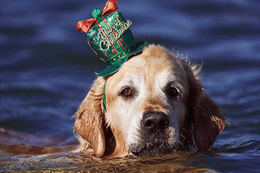 Dozer y Nagi Bayview Navidad 2020