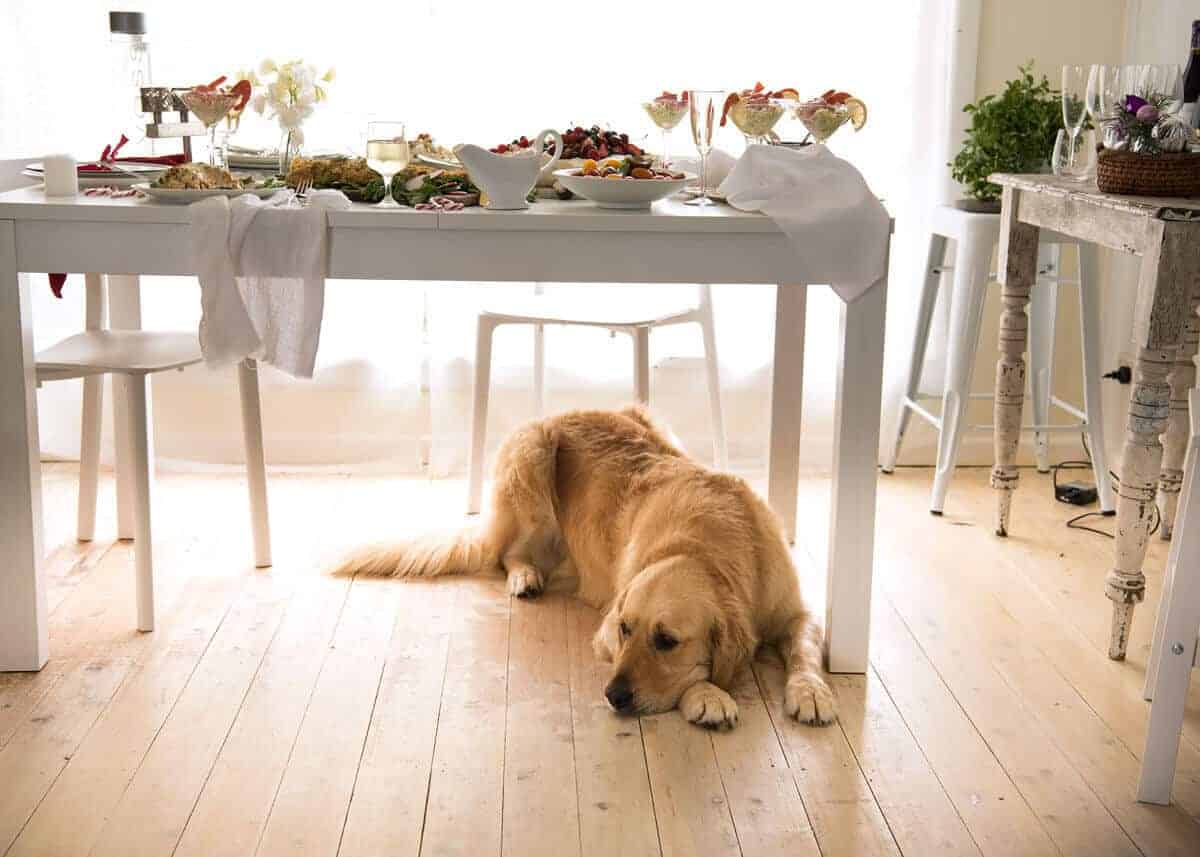 Dozer golden retriever Navidad