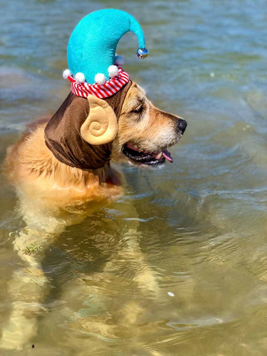Dozer, el perro golden retriever con su traje navideño, ¡elfo!
