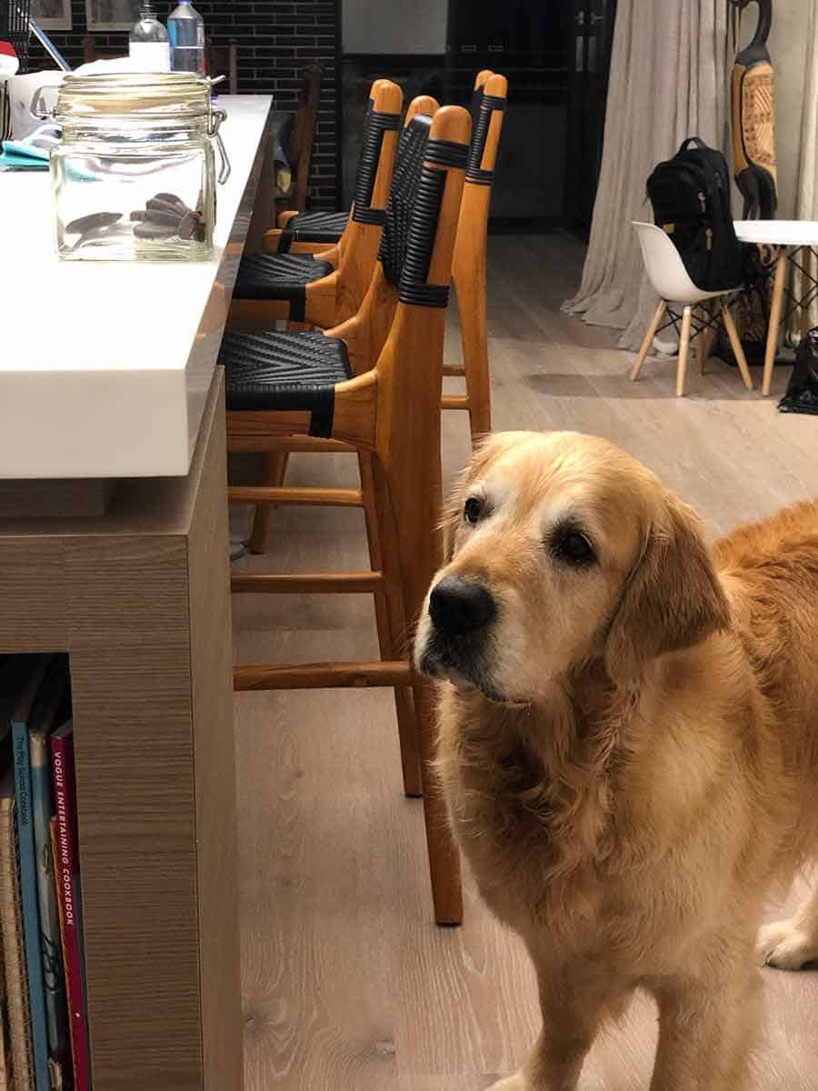 Dozer mirando con tristeza el tarro de golosinas