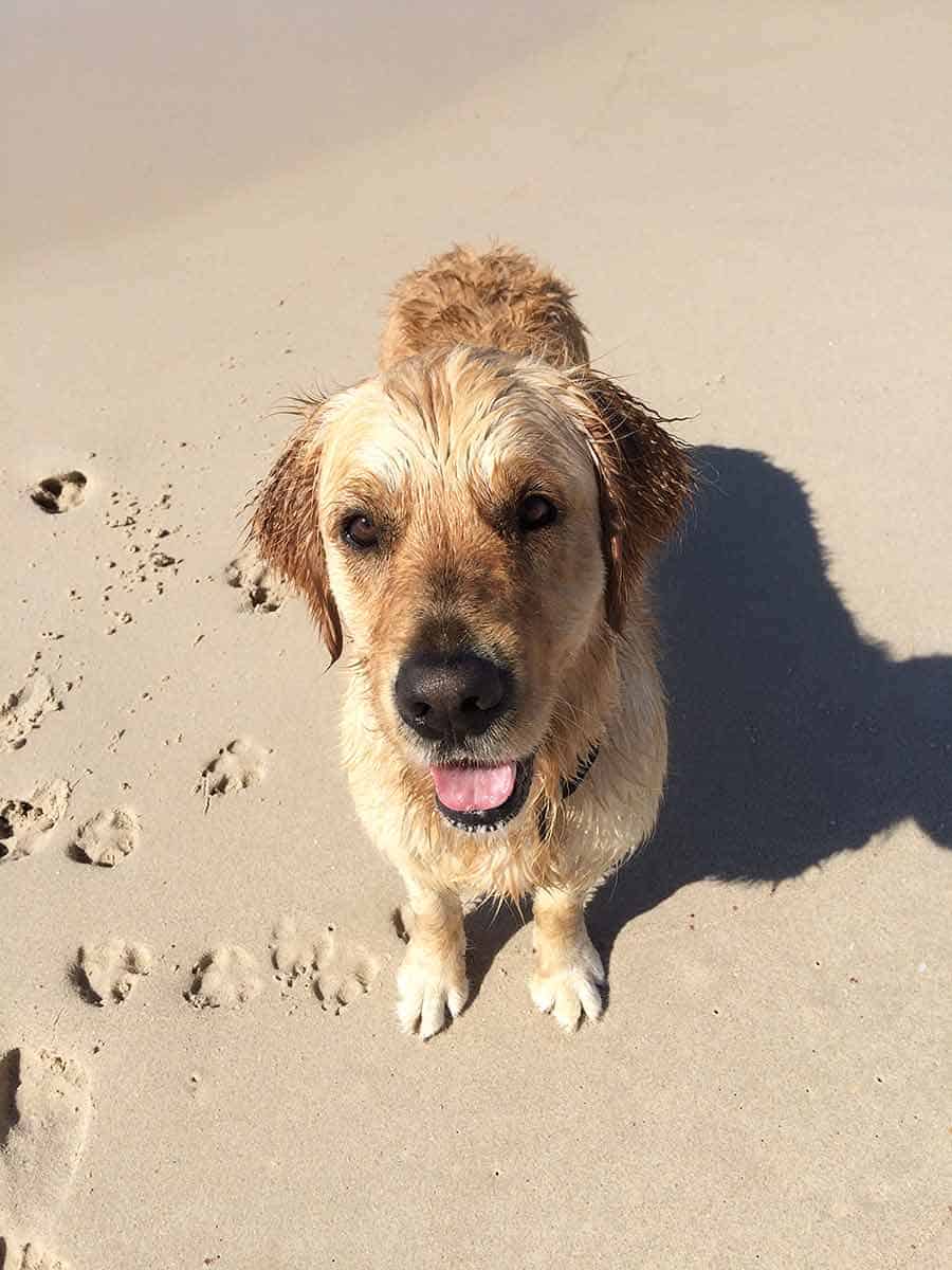 Dozer el perro golden retriever Newcastle Beach