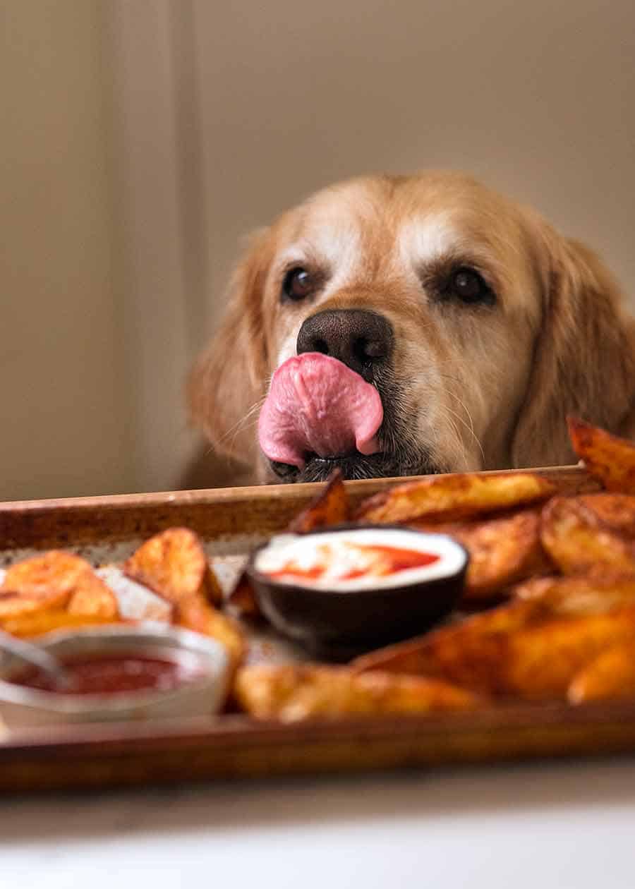 Dozer el perro golden retriever lamiendo los labios a la vista de las rodajas de patata