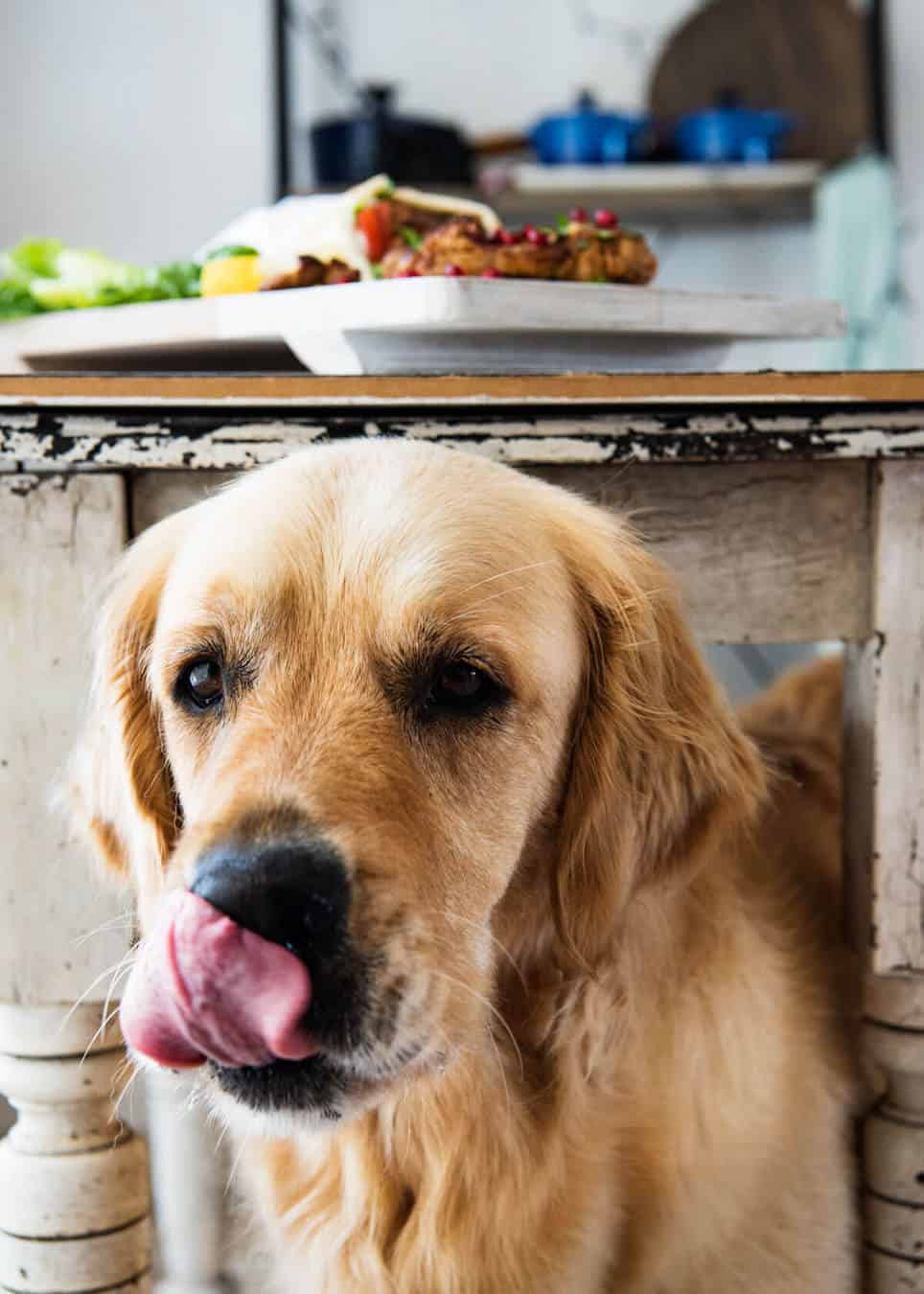 Pollo-Shawarma-Dozer