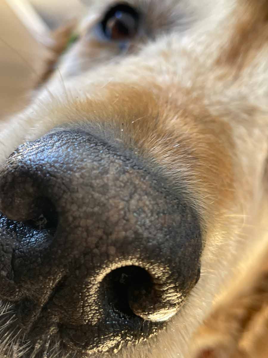 Selfie navideño de Nagi Dozer 2022