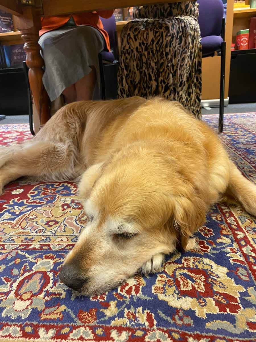 Dozer-dormir-Dymocks-cóctel-fiesta
