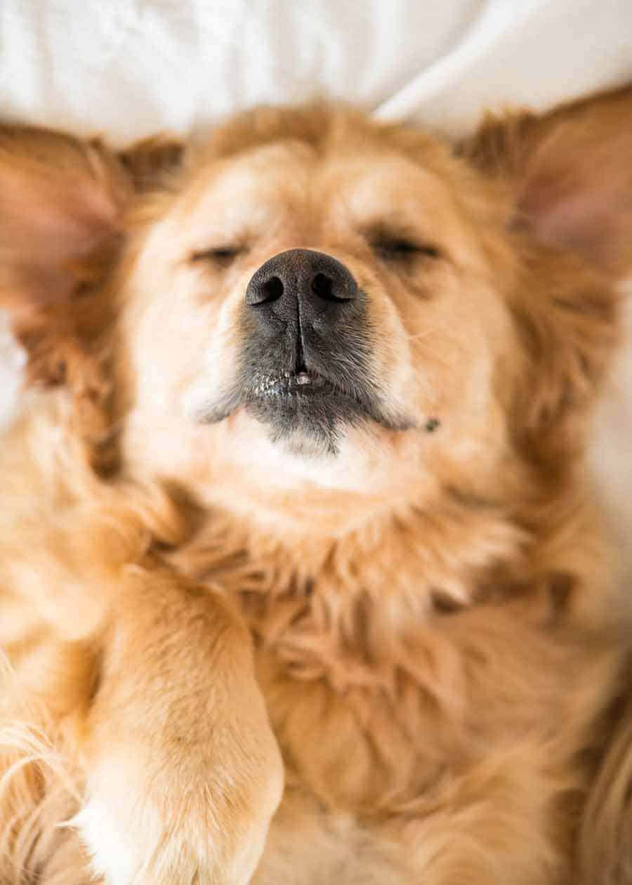 Dozer, el perro golden retriever en coma por comida de pavo