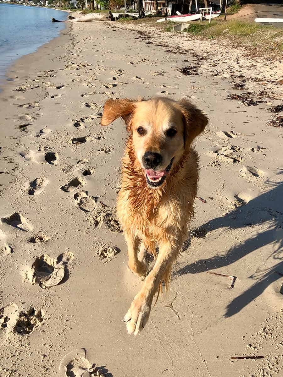 Bulldozer sonriendo Port Stephens Mayo 2019
