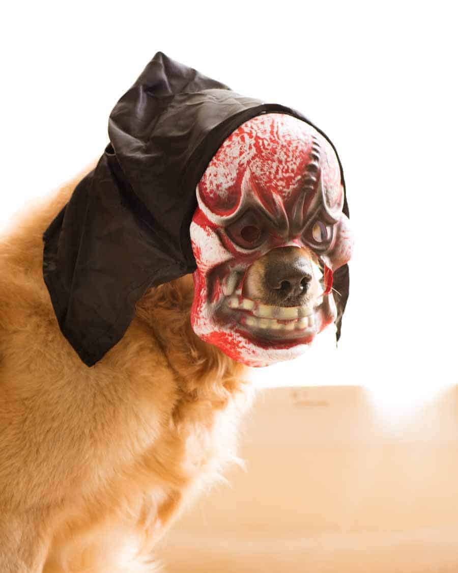 Dozer el perro golden retriever máscara de Halloween 2018