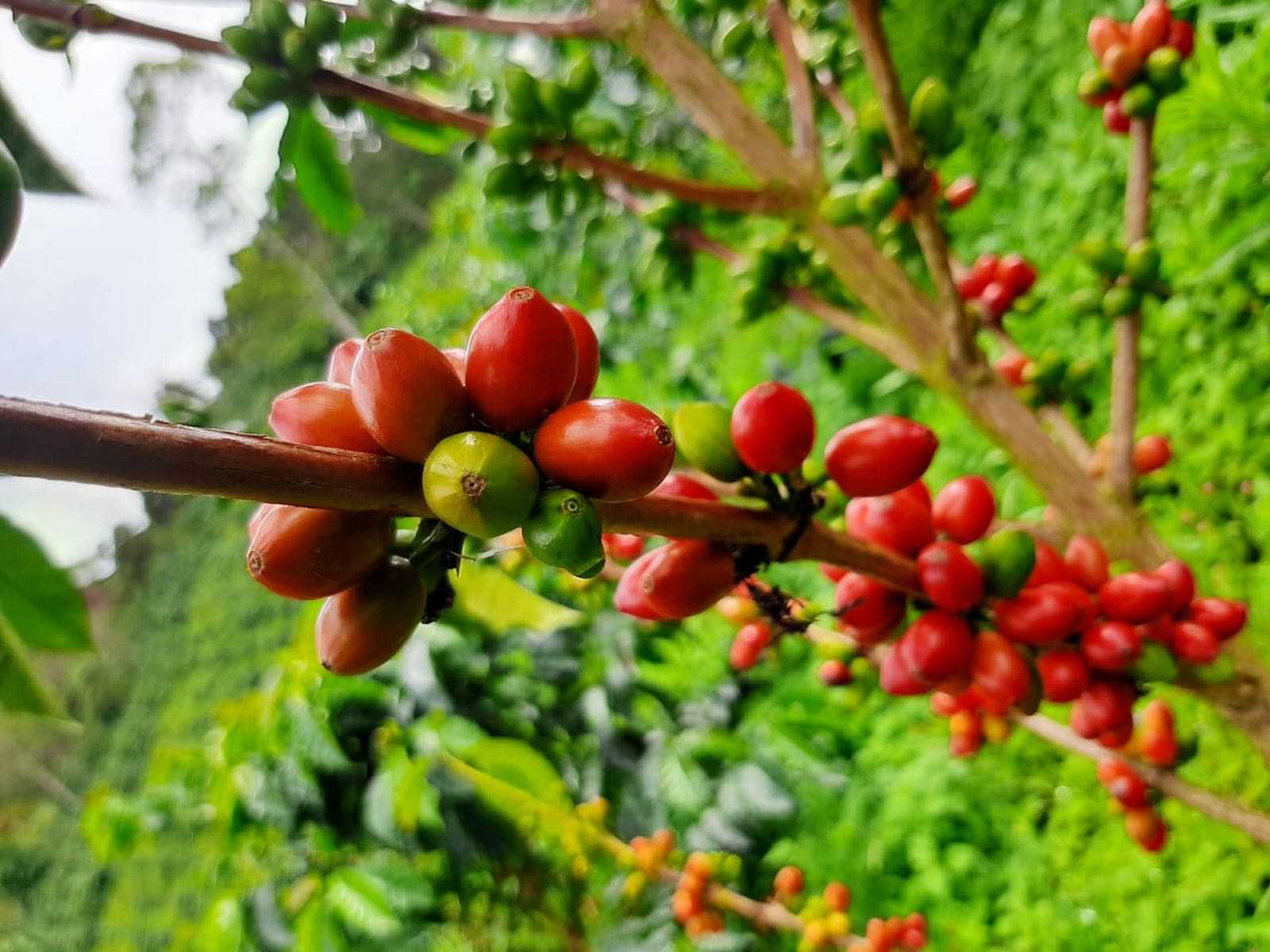Café descafeinado