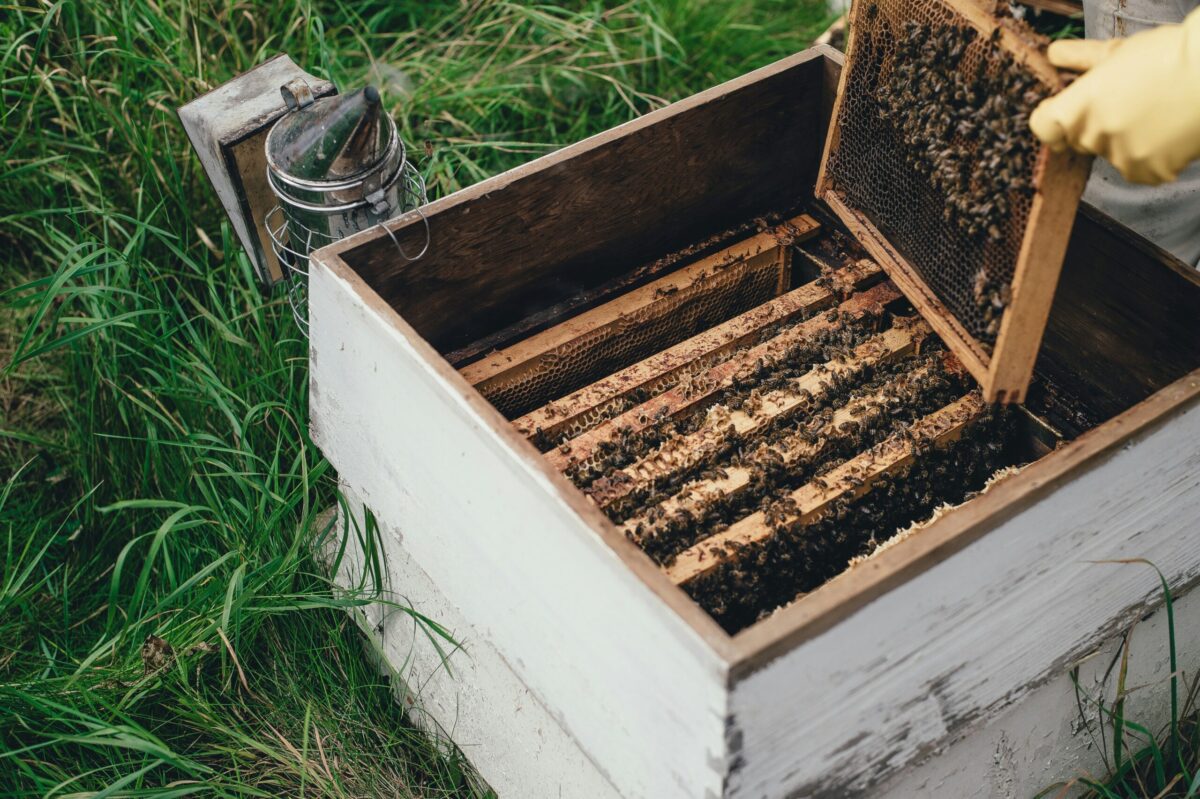 La miel: propiedades, trucos para la cocina y consejos