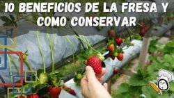 10 Beneficios de la Fresa y como Conservar