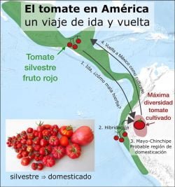 La domesticación del tomate en América: un viaje de ida y vuelta