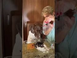 Pastelitos para tu perro #receta #perros #shorts