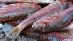 Receta de salmonetes al microondas