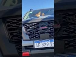 CAZUELA DE CERDO! Probando la nueva Nissan Frontier PRO 4X #Receta #NissanFrontierPRO4X