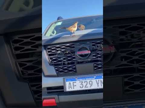 CAZUELA DE CERDO! Probando la nueva Nissan Frontier PRO 4X #Receta #NissanFrontierPRO4X