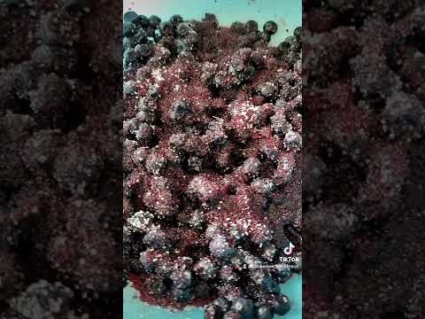 Jagodzianki #tm6 #thermomix #Jagodzianki #nasłodko #niedziela #polecam #cookidoo #dc
