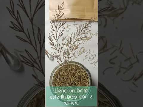 #receta: Cómo hacer alcohol de romero 🌿