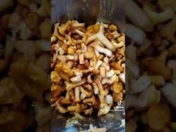 Zupa krem z kurek #tm6 #thermomix #Cookidoo #zupa #kurki #grzyby #obiad #polecam #inspiracje #dc