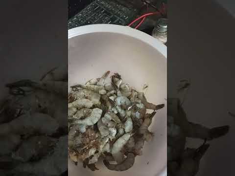 Descongelando los #camarones para preparar un #ceviche #Receta de #cocina Los invito a la #botana