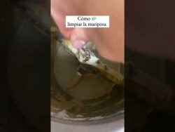 🧼Cómo LIMPIAR 🧼 y COLOCAR la MARIPOSA del #thermomix FÁCILMENTE