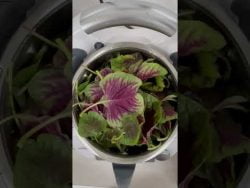 Cooking spinach in 5min #shorts #thermomix #healthyfood #cookidoo