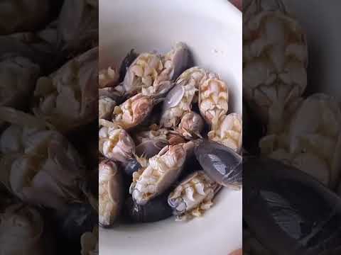 🚨 PULGAS DE MAR 🚨😲 #shorts #amazing #fantastic #facil #delicioso #recipe #receta #sorprende