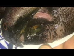 #Receta para hacer una sopa de tilapias.