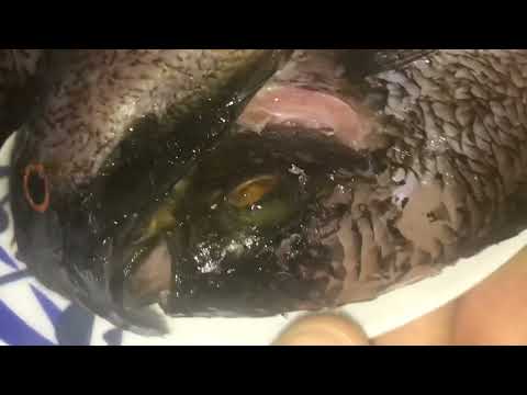 #Receta para hacer una sopa de tilapias.