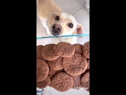 Ailu Tokman – receta cookies de brownie 🤩 #foryou #fyp #parati #recetafacil #receta #cooki ...