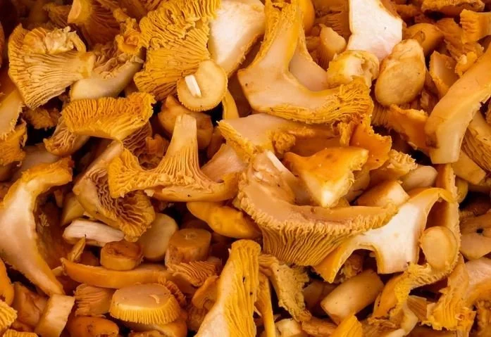 ¡Comienza la temporada!: estas son las setas comestibles en España