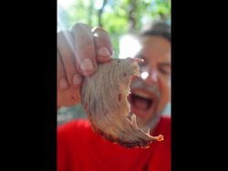 Cupín a la Parrilla 🥩💥😋#cupin #Carne #asado #parrilla #Paraguay #comida #receta #tutorial #vlog #fyp