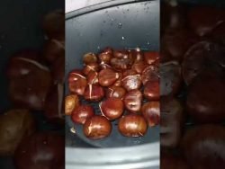 🌰𝐂𝐀𝐒𝐓𝐀Ñ𝐀𝐒 𝐅𝐑𝐔𝐓𝐎 𝐃𝐄 𝐎𝐓𝐎Ñ𝐎 𝐄𝐍 𝐓𝐇𝐄𝐑𝐌𝐎𝐌𝐈𝐗®️