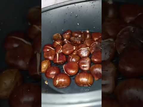 🌰𝐂𝐀𝐒𝐓𝐀Ñ𝐀𝐒 𝐅𝐑𝐔𝐓𝐎 𝐃𝐄 𝐎𝐓𝐎Ñ𝐎 𝐄𝐍 𝐓𝐇𝐄𝐑𝐌𝐎𝐌𝐈𝐗®️
