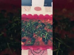 Recette de poisson avec le Thermomix #thermomix