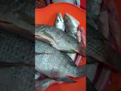 #marisco fresco #pescado #tilapia #mojarra #curvina #shorts #receta #cocina #comida #alimento #mar