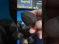#Pata de #mula #almeja negra #marisco #shorts #receta #cocina #comida #alimento #sal #mar #limon