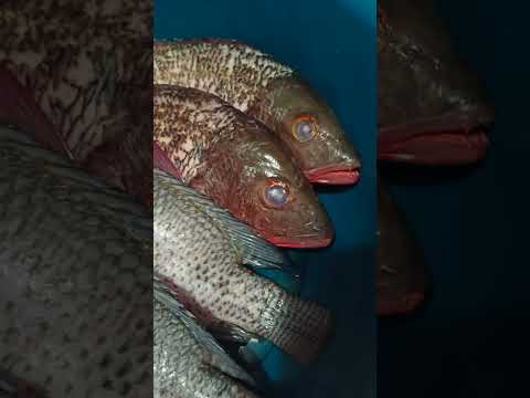 #pescado #pargo #mojarra #tilapia #marisco #shorts #receta de #cocina #alimento de el #mar #frito