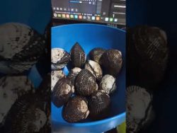 #shorts #almeja negra #marisco #pata de #mula #mar #comida #alimento #receta #cocina #limon #sal