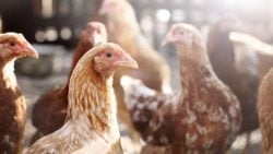 ¿Cuál es la diferencia entre capón, pollo y pularda?