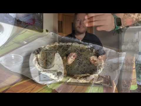 Galette Crujiente de Salmón y Queso con Thermomix y José Ángel