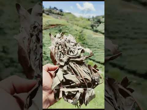 Receta para las canas #canas #receta