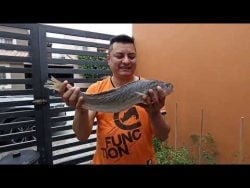 #PESCADO #Curvina #marisco #fresco #limpieza #receta #cocina #patio #jardin #comida #alimento #pez