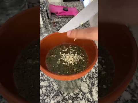 Receta súper fácil de nuestra tradicional Lengua a la vinagreta. #comida #food #argentina #receta