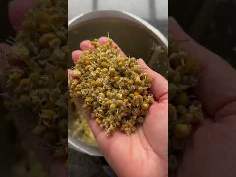 Thermomix®️- Hustensaft !!