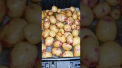 PAPAS ARRUGADAS CANARIAS en la freidora de aire súper rápidas y fáciles 😱