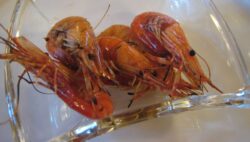 Gambas al achiote
